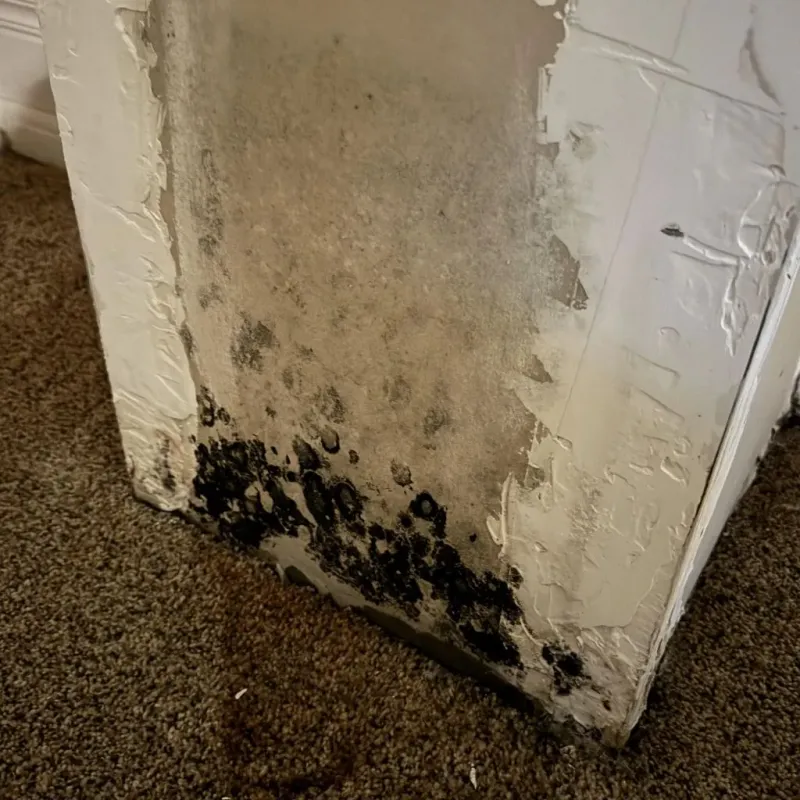 Professional Mold Removal in Jefferson County, MS